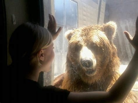 Como Zoo takes in three bears from North Dakota zoo - Como Zoo Conservatory