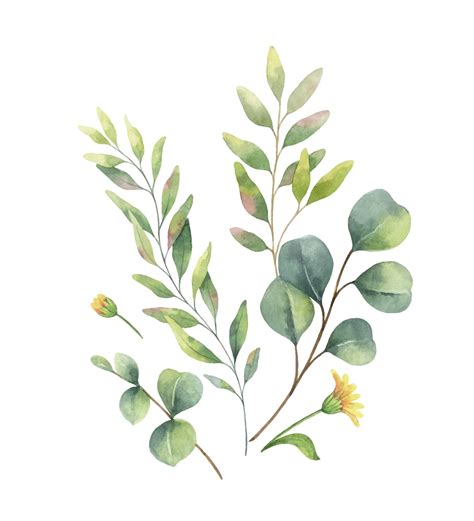 Акварельная векторная композиция с эвкалиптом и цветами | Премиум векторы