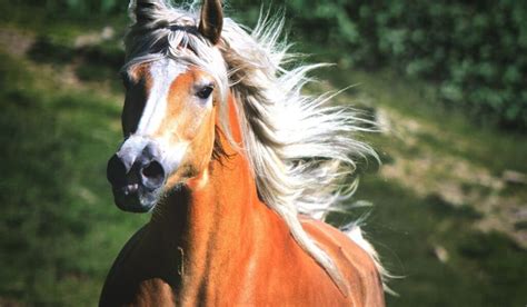 Most Beautiful Horse Breeds In The World