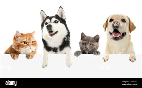 Cute Cats And Dogs Background