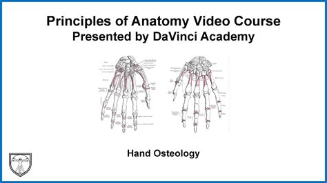 Hand Osteology Upper Limb Anatomy 10 Of 18 Youtube