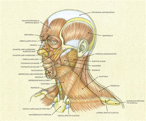 Chin Muscles Diagram