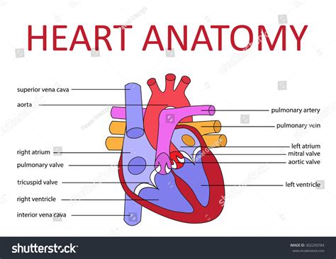 Human Heart Anatomy Schematic Diagram Vector Illustration 302299784