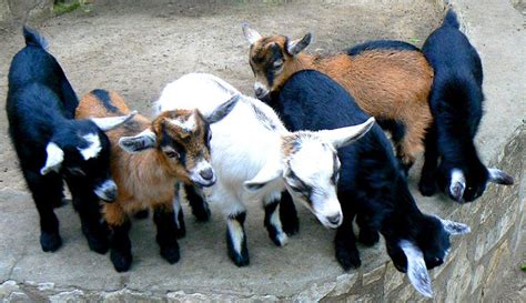 8 Tips to Prepare for Goat Breeding Season | Goats, Large animals, Animal science