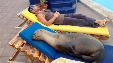 Meet Panchita The Pregnant Sea Lion Kindness Blog