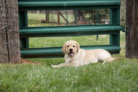 About 1 — Smoky Mountain Labradors