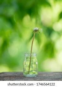 206 Naked Dandelion Images Stock Photos Vectors Shutterstock