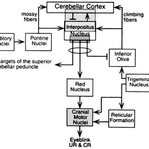 Simplified diagram of the cerebellar memory circuit of the essential ...