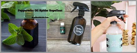 20 Natural Spider Repellent Home Remedies using Essential Oils, Plants!