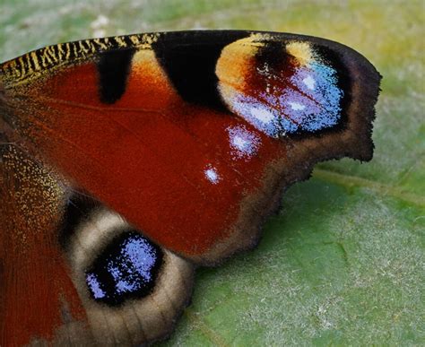 Paon Du Jour Aglais Io Le Jardin Des Oiseaux