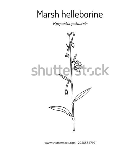 Marsh Helleborine Over 4 Royalty Free Licensable Stock Illustrations