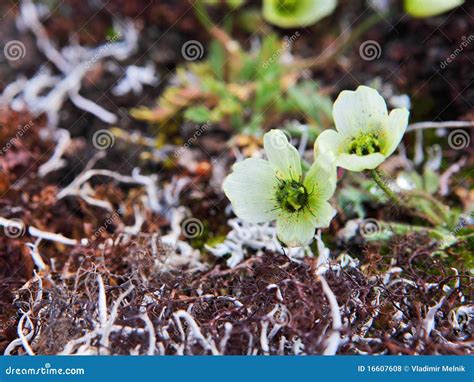 Arctic Poppy stock photo. Image of spitsbergen, flower - 16607608