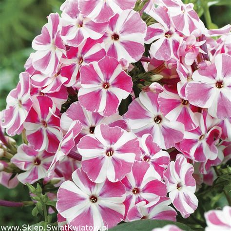 Floks Phlox Płomyk wiechowaty Peppermint Twist 1 szt Sklep