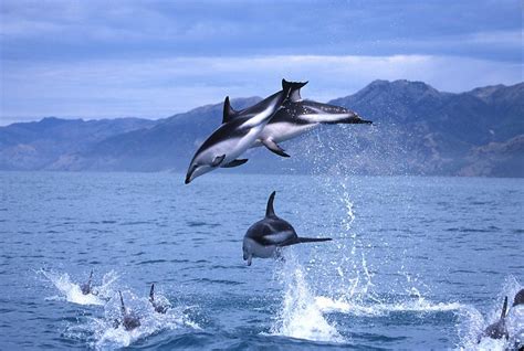 Dolphins Marine Life New Zealand Attraction Whale Watch Kaikoura