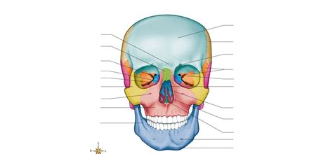 Anatomy And Physiology Blank Images Anterior Skull Diagram Quizlet