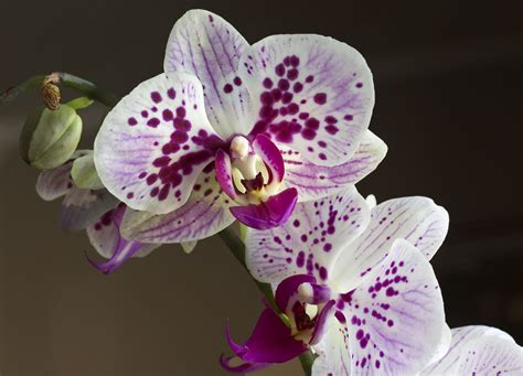 Orchidées plantes vertes cultivez votre jardin intérieur