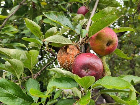 Appelboom Snoeien Waarom Wanneer En Hoe Doe Je Dat Gardeners World