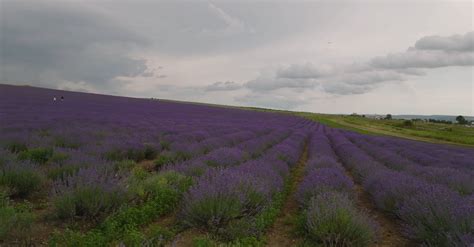 Drone Video of a Lavender Field under a Grey Sky Free Stock Video ...