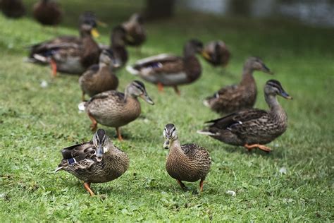 A Group Of Ducks JOHN Flickr