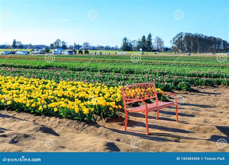 Scene Of Wooden Shoe Tulip Festival Farm In The Clackamas County