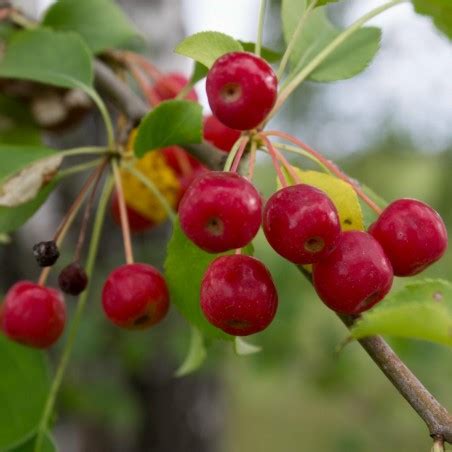 Kirschapfel Beerenapfel Samen Malus Baccata Preis