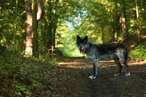 The Northwestern Wolf Canis Lupus Occidentalis Staying Alone In The