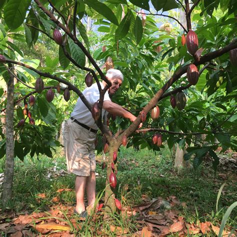 Conociendo La Producci N Del Cacao Entremundos