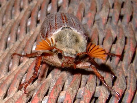 Cockchafer - Wikipedia