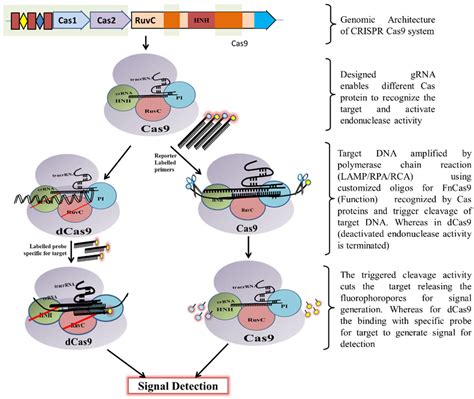 Mechanism Of Crispr Cas Based Detection Encyclopedia Mdpi