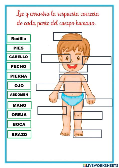 Partes Del Cuerpo Worksheet Wordmint Worksheets Library