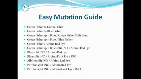 Lovebirds Mutation Guide YouTube