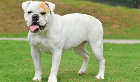 American Bulldog - Temperament, Lifespan, Shedding, Puppy