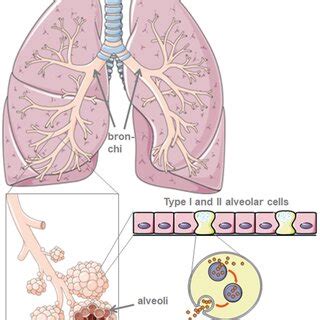 hypothetical mechanism  externally applied lung surfactant