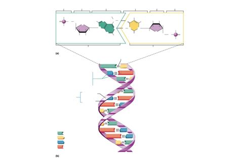 Chapter 2: Chemistry - DNA Structure Pt. 25: Lab Portion Diagram | Quizlet