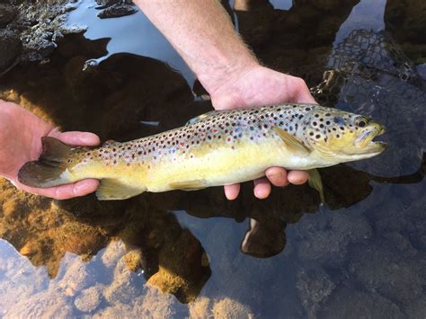 CARPENTERS BROOK FISH HATCHERY - Updated November 2024 - 1672 Hwy 321 ...