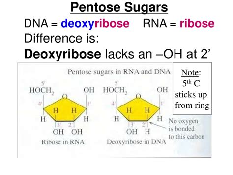 Ppt Nucleic Acids Powerpoint Presentation Free Download Id 9415645