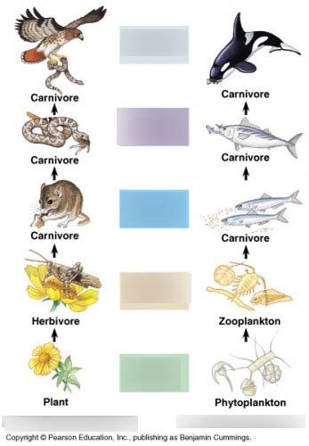 Ocean Food Chain Diagram