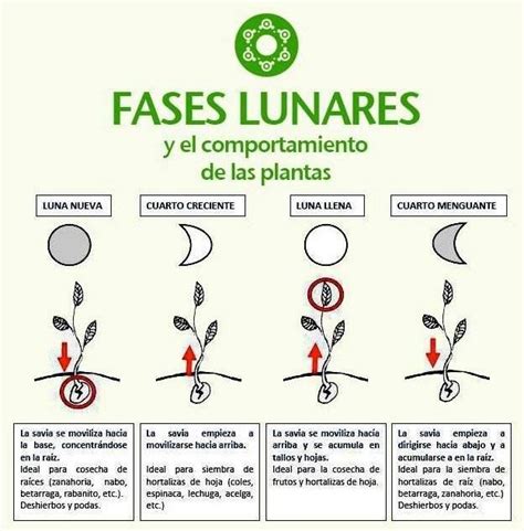 Fases Lunares Para La Siembra Y Recolecci N De Plantas O Frutos