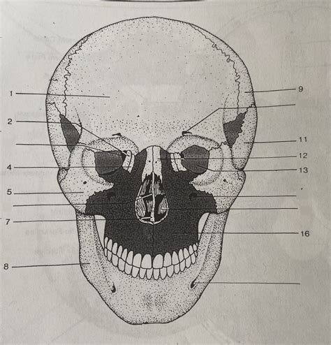 front view  skull diagram quizlet