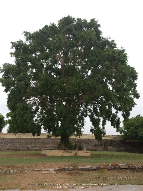 Medicinal Plants Ficus Religiosa Pipal Ashwattha Arasa Maram Ravi