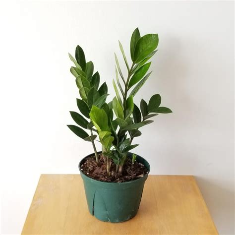 ZZ plant | InteriorPlants.ca