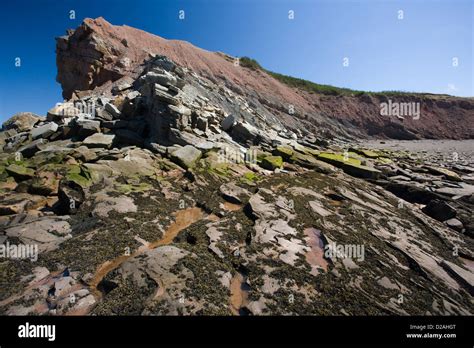 The Beach And Cliffs At The Joggins Fossil Cliffs Nova Scotia Canada