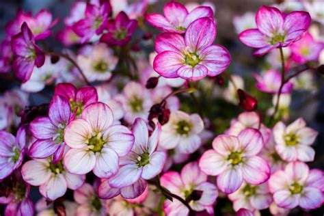 Fondos de pantalla rosado Flores blanco de cerca jardín 1024x683