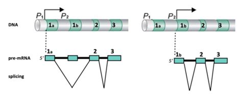 Module 38: Regulation of Gene Expression by Alternative Splicing ... 