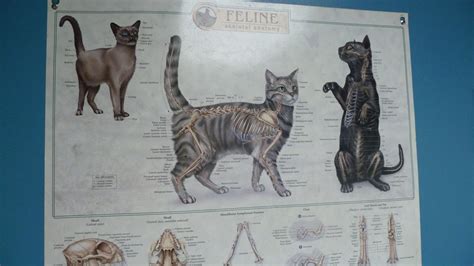 Light Street Animal Hospital Feline Skeletal System Poster Flickr