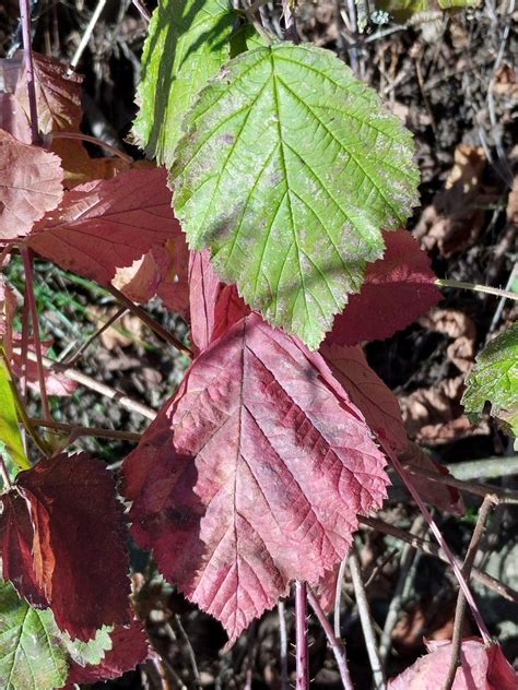 Photo Blackberry Unknown Rubus Spec Observation Org