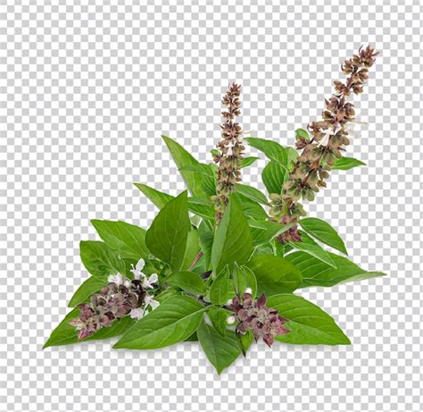 Psd De Salvia Comun Plantillas Psd Gratuitas De Gran Calidad Para