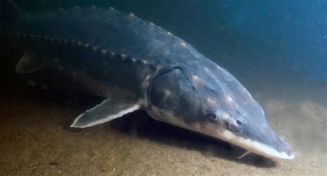 Monster Atlantic Sturgeon Discovered In Hudson River Signals Hopeful