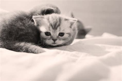 Cute baby kittens playing stock photo. Image of meawoing - 55081738