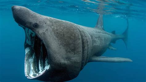 Tiburones En Canarias En Canarias Habitan Unas 85 Especies De